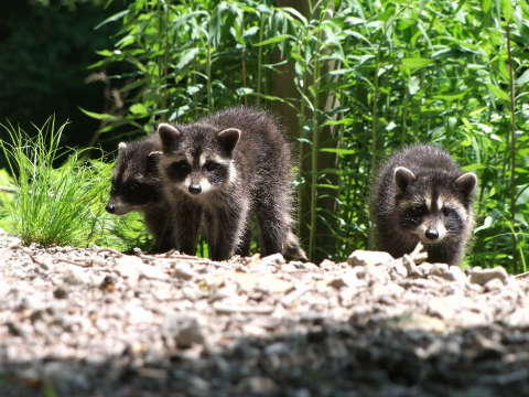 山で見つけたアライグマの子供