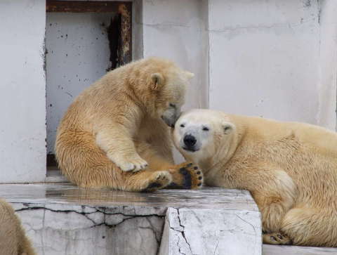 ホッキョクグマの親子