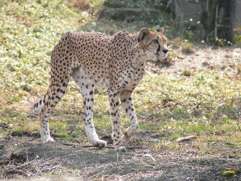 チーター（狩猟豹（しゅりょうひょう））