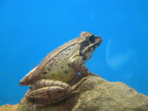 トノサマガエル（殿様蛙）