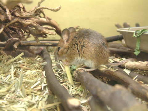 モリアカネズミ（森赤鼠）