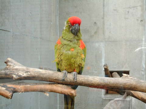 アカミミコンゴウインコ（赤耳金剛鸚哥、赤耳金剛インコ）