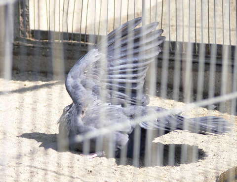 カラスバト（烏鳩）