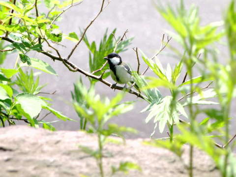 シジュウカラ